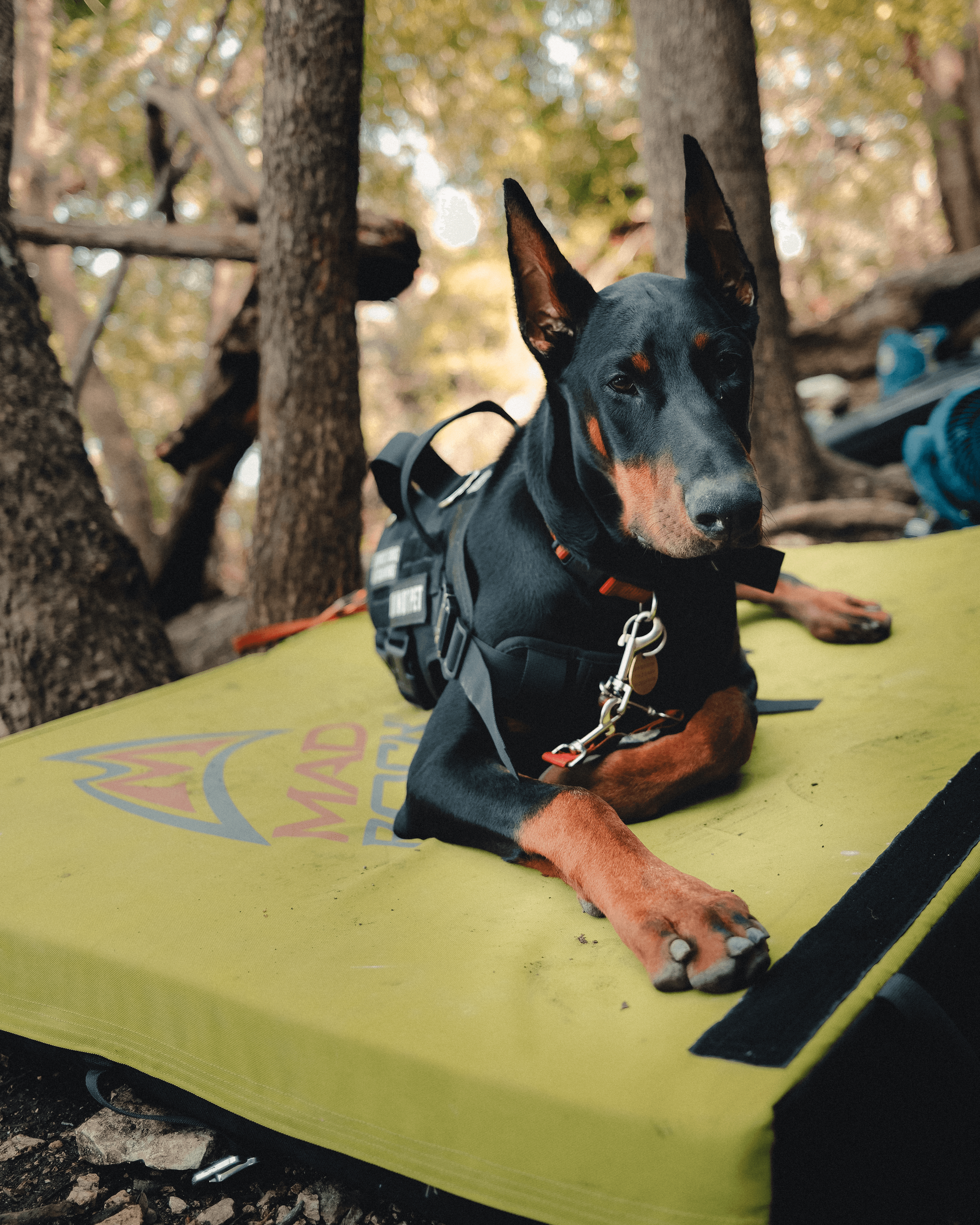 Crux the adventurous Doberman